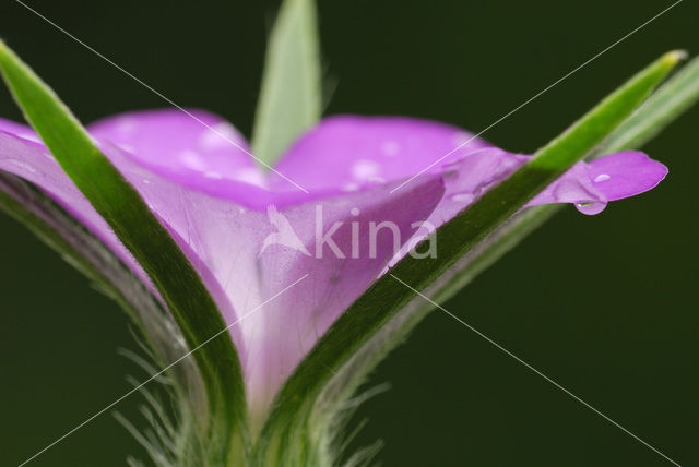 Corncockle (Agrostemma githago)