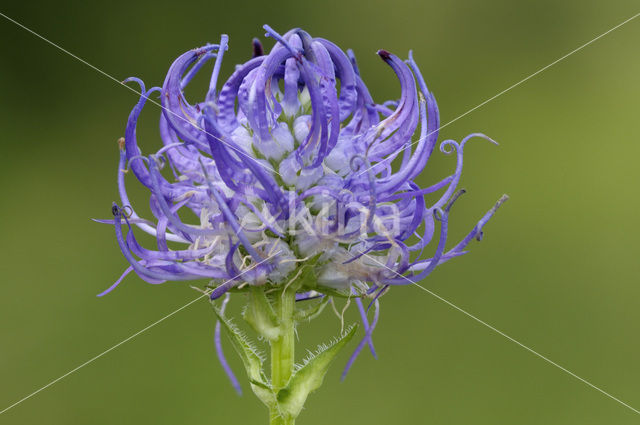 round-headed rampion (Phyteuma orbiculare)