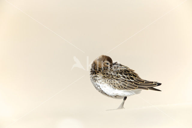 Dunlin (Calidris alpina)