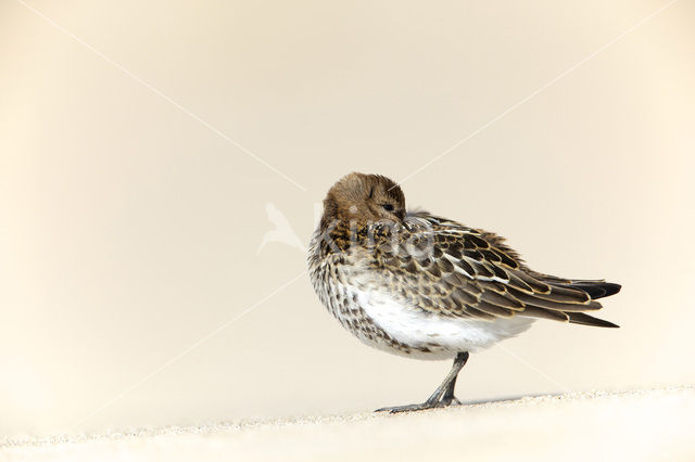 Dunlin (Calidris alpina)