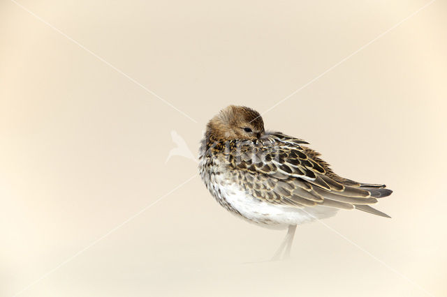 Dunlin (Calidris alpina)