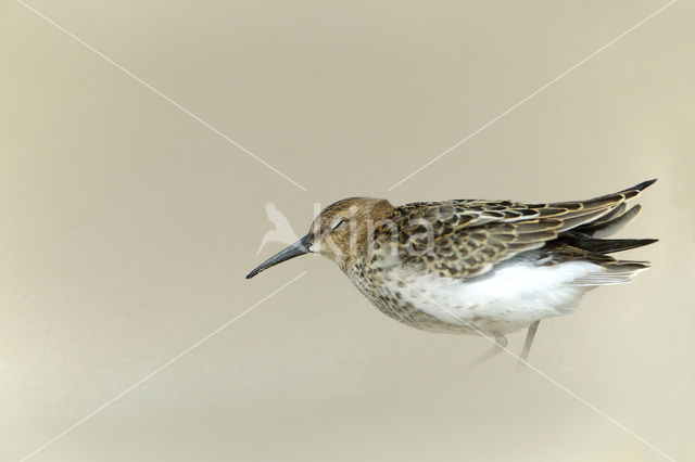 Dunlin (Calidris alpina)