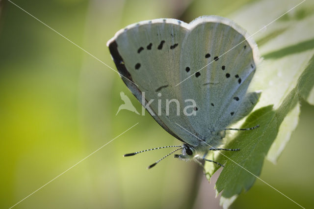 Boomblauwtje (Celastrina argiolus)