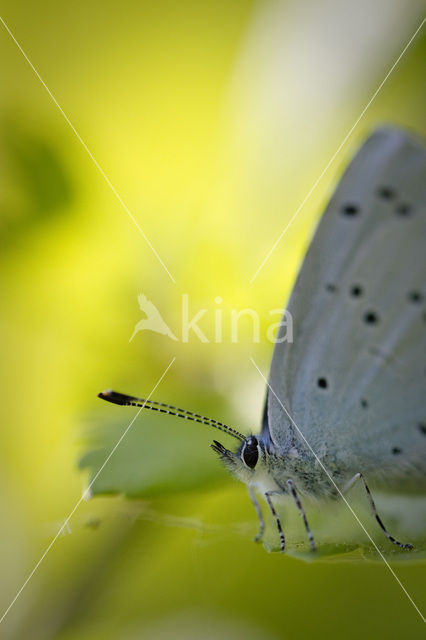 Boomblauwtje (Celastrina argiolus)