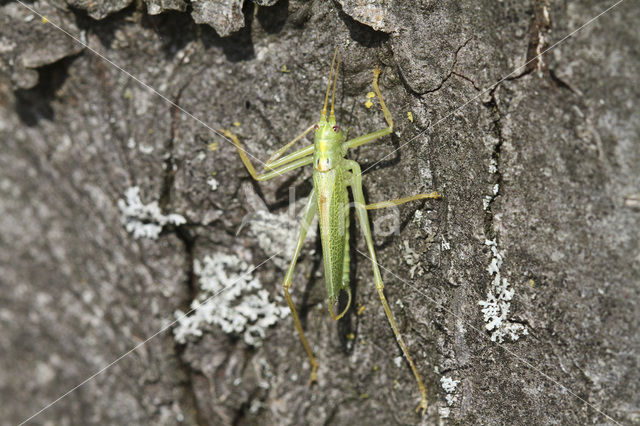 Boomsprinkhaan (Meconema thalassinum)