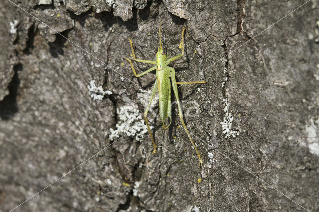 Oak Bush-cricket (Meconema thalassinum)