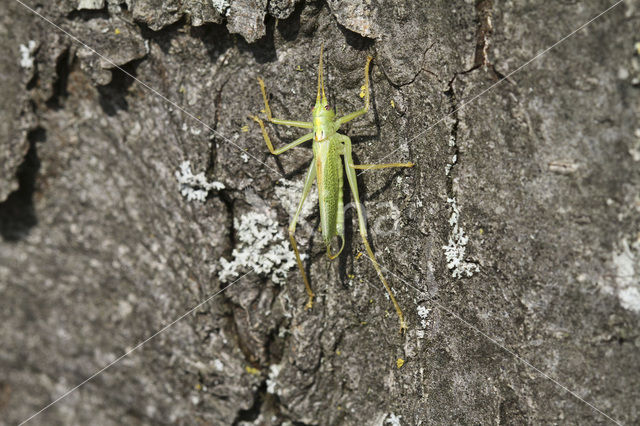 Boomsprinkhaan (Meconema thalassinum)