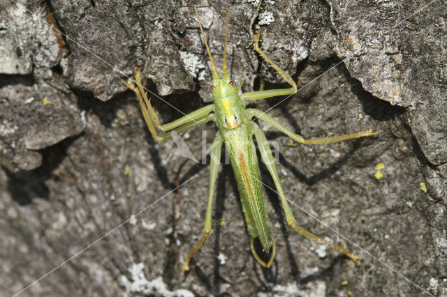 Boomsprinkhaan (Meconema thalassinum)