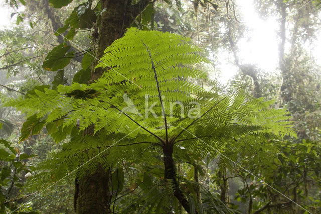 Treefern