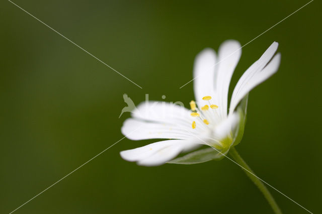 Wood Stitchwort (Stellaria nemorum)