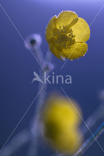 Boterbloem (Ranunculus)