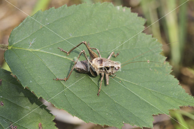 Bramensprinkhaan (Pholidoptera griseoaptera)