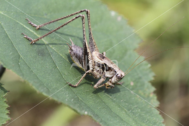 Bramensprinkhaan (Pholidoptera griseoaptera)