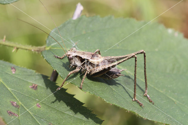 Bramensprinkhaan (Pholidoptera griseoaptera)