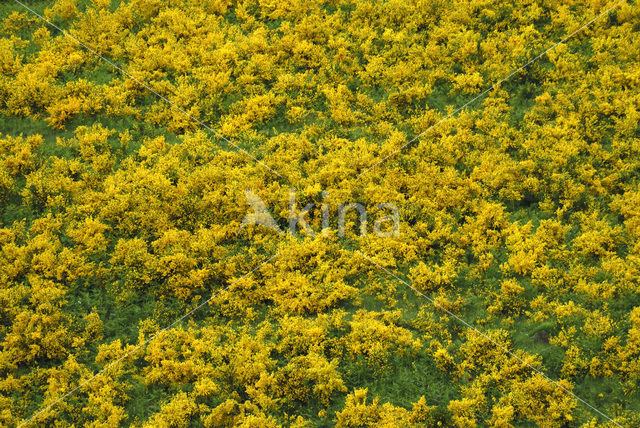 Broom (Cytisus scoparius)