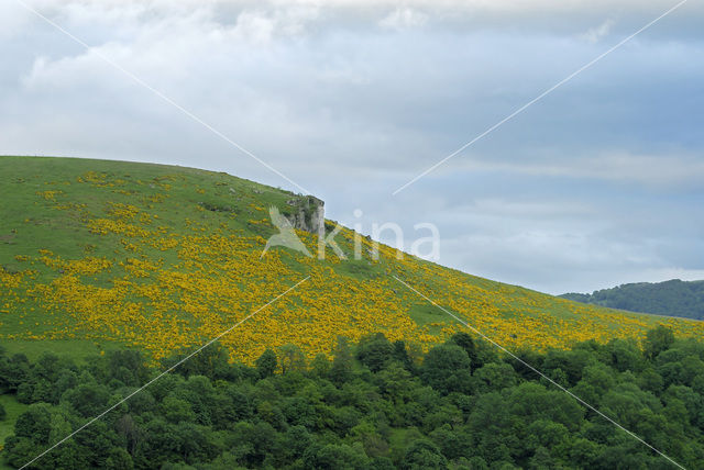 Broom (Cytisus scoparius)