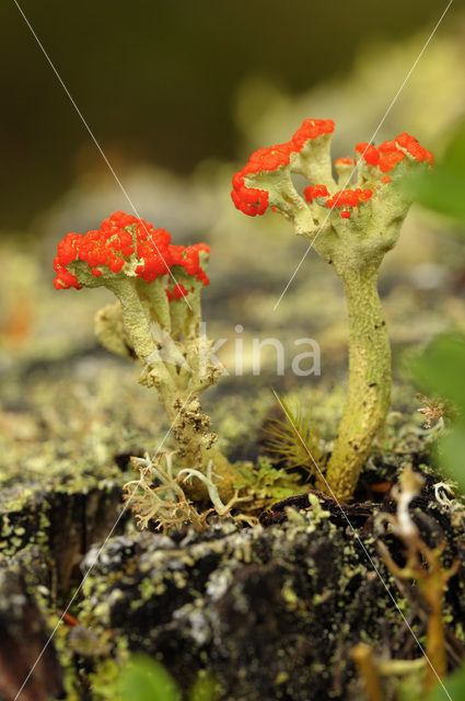 British soldiers (Cladonia cristatella)