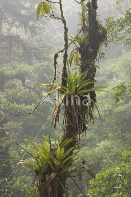 Bromelia