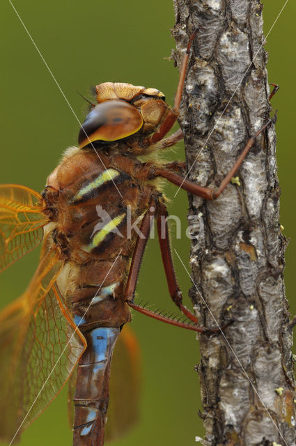 Bruine glazenmaker (Aeshna grandis)