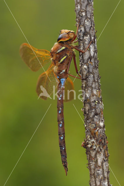 Bruine glazenmaker (Aeshna grandis)