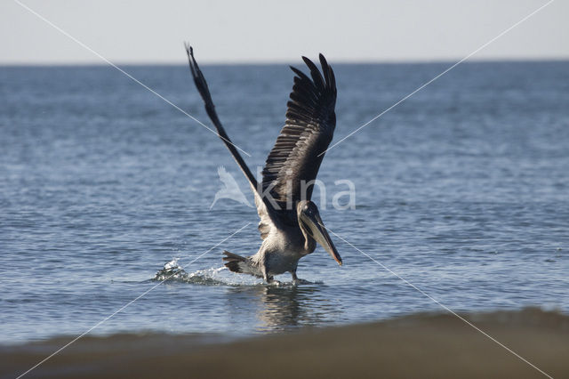 Bruine pelikaan (Pelecanus occidentalis)