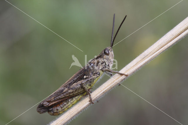 Bruine sprinkhaan (Chorthippus brunneus)