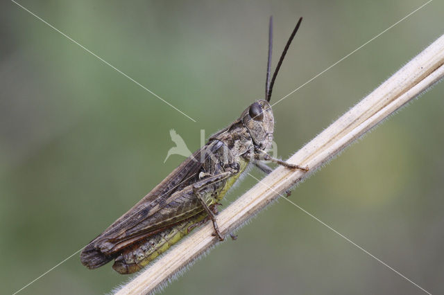 Bruine sprinkhaan (Chorthippus brunneus)