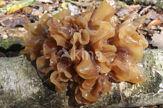 Bruine trilzwam (Tremella foliacea)