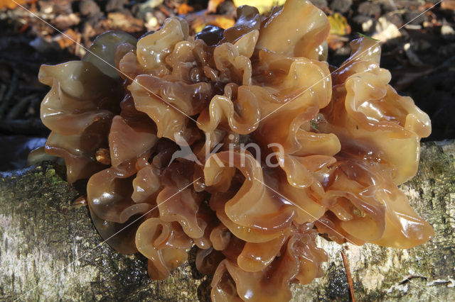 Bruine trilzwam (Tremella foliacea)