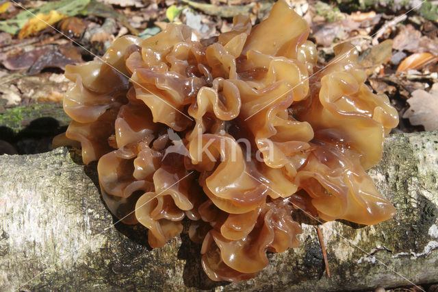 Bruine trilzwam (Tremella foliacea)