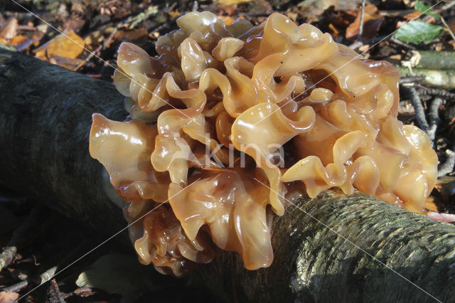 Bruine trilzwam (Tremella foliacea)