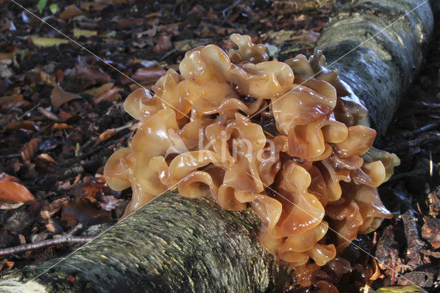 Bruine trilzwam (Tremella foliacea)