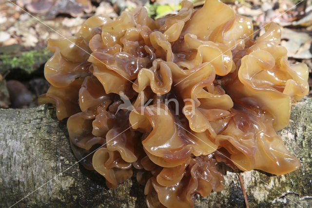 Tremella foliacea