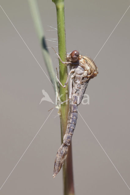 Bruine winterjuffer (Sympecma fusca)