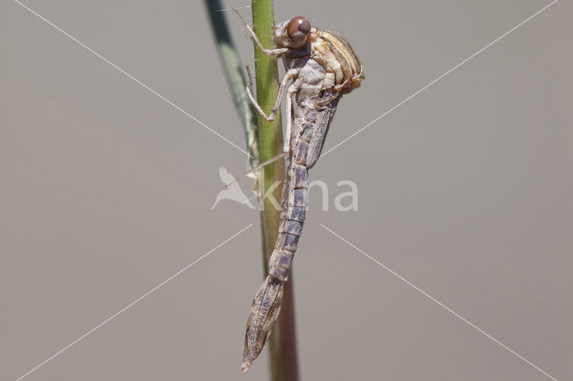 Bruine winterjuffer (Sympecma fusca)