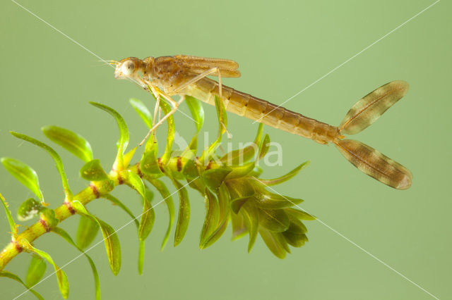 Brown Emerald Damselfly (Sympecma fusca)
