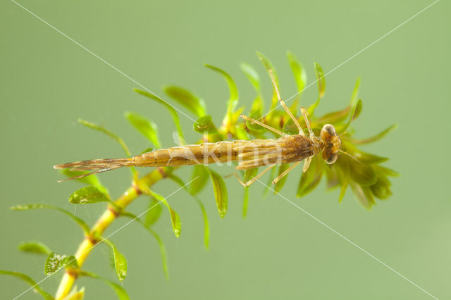 Brown Emerald Damselfly (Sympecma fusca)