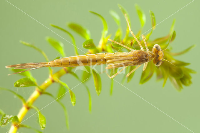 Brown Emerald Damselfly (Sympecma fusca)