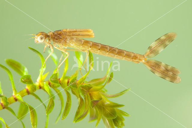 Brown Emerald Damselfly (Sympecma fusca)