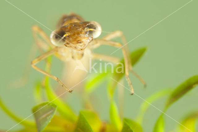 Brown Emerald Damselfly (Sympecma fusca)