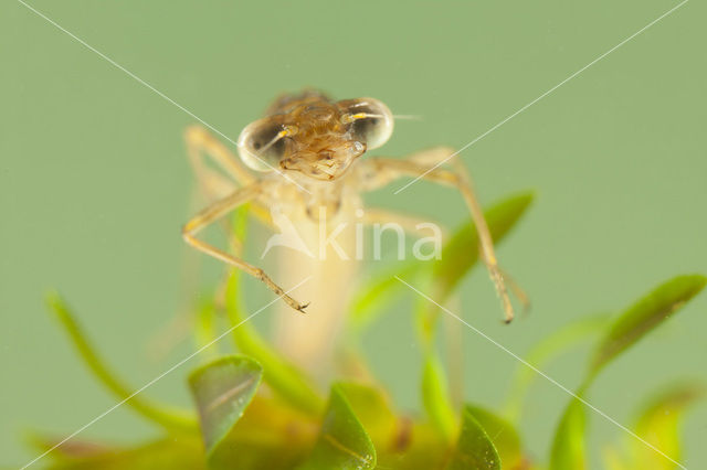 Brown Emerald Damselfly (Sympecma fusca)