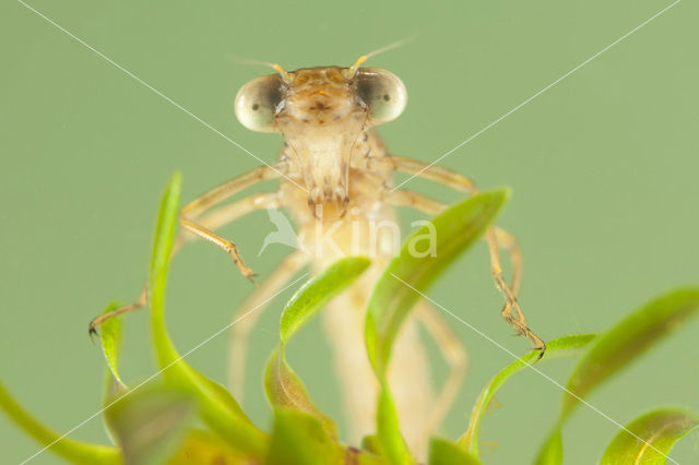 Bruine winterjuffer (Sympecma fusca)