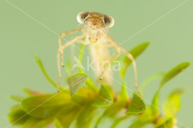 Bruine winterjuffer (Sympecma fusca)