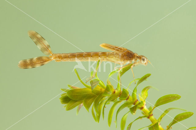 Brown Emerald Damselfly (Sympecma fusca)