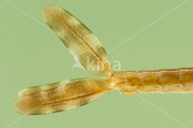 Bruine winterjuffer (Sympecma fusca)