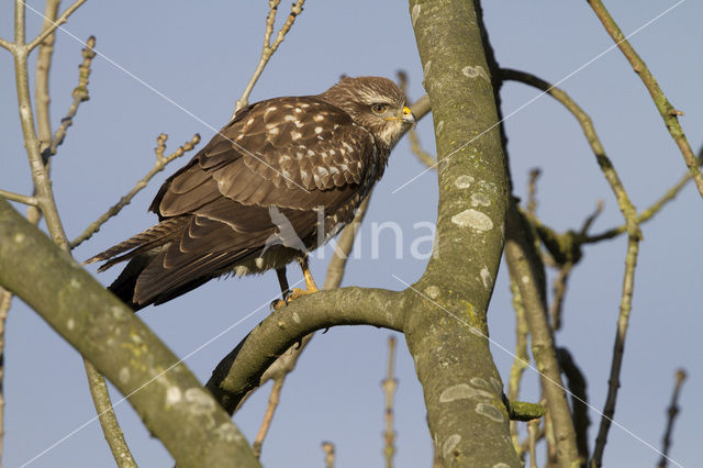 Common Buzzard (Buteo buteo)