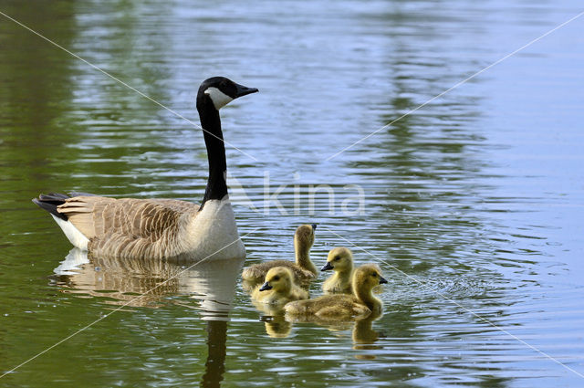 Canada Goose (Branta canadensis)