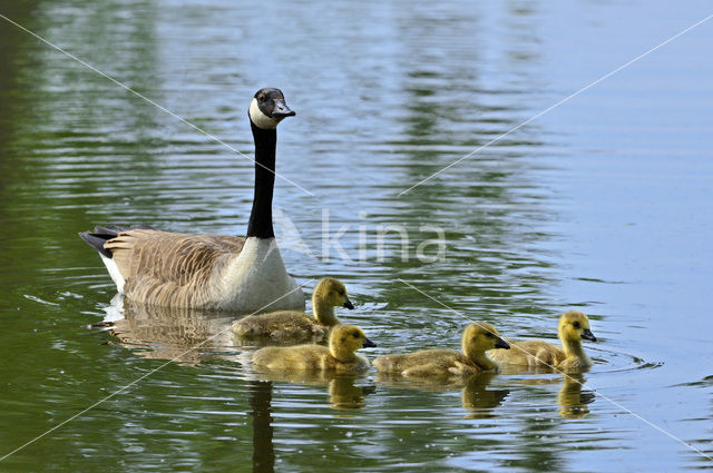 Canada Goose (Branta canadensis)