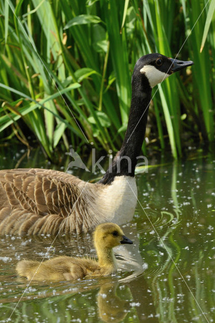 Canadese Gans (Branta canadensis)