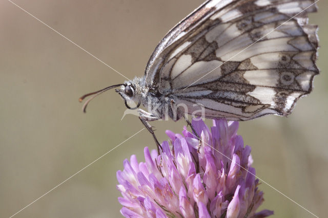 Dambordje (Melanargia galathea)